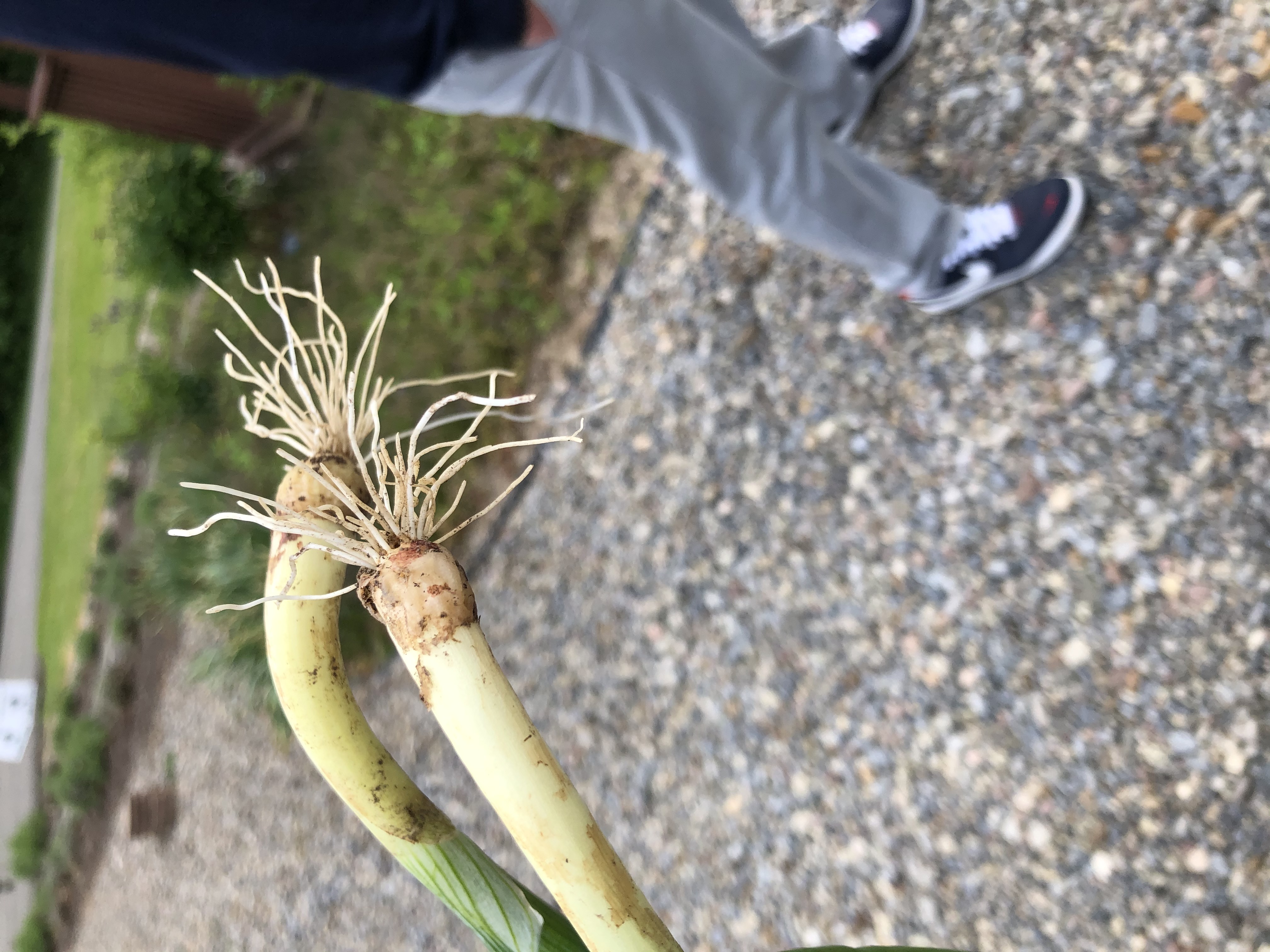onionns growing